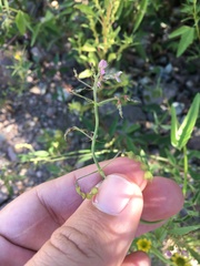 Desmodium