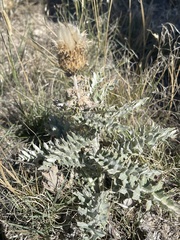 Cirsium undulatum