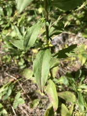 Solidago hispida
