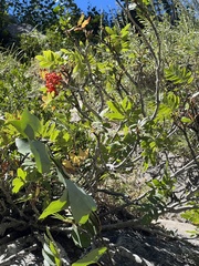 Sorbus scopulina