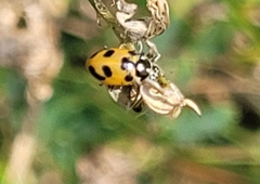 Hippodamia parenthesis