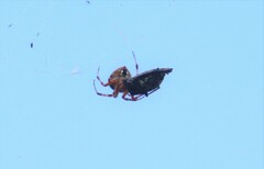 Araneus