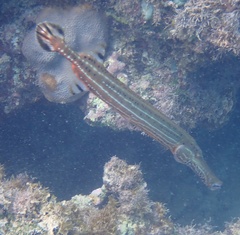 Aulostomus maculatus
