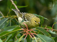 Setophaga striata
