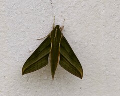Xylophanes