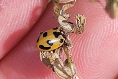 Hippodamia parenthesis