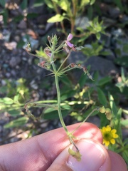 Desmodium