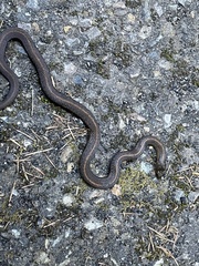 Thamnophis ordinoides