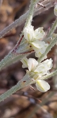 Eriogonum niveum
