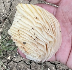 Pleurotus levis