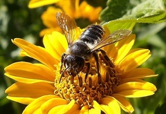 Megachile centuncularis