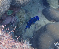 Microspathodon chrysurus