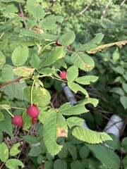 Rosa acicularis