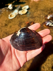 Strophitus undulatus