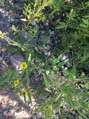 Desmodium