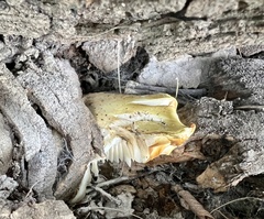 Pleurotus levis