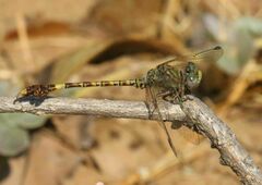 Paragomphus genei