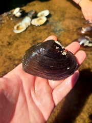 Strophitus undulatus