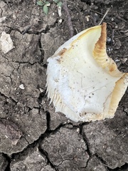 Pleurotus levis