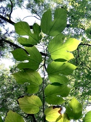 Morus rubra