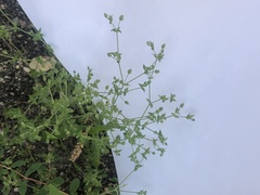Arenaria serpyllifolia
