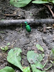 Cicindela sexguttata