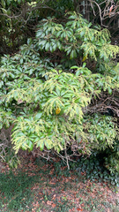 Pieris japonica