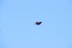 Araneus