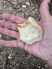 Pleurotus levis
