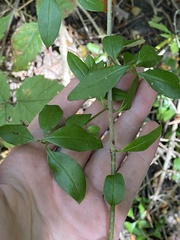 Ligustrum vulgare