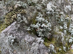 Stereocaulon saxatile