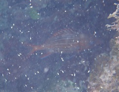 Neoniphon vexillarium