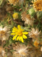 Heterotheca