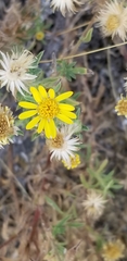Grindelia hirsutula