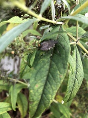 Brochymena quadripustulata