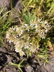 Doellingeria umbellata