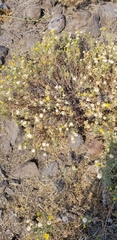 Grindelia hirsutula