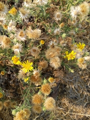 Heterotheca