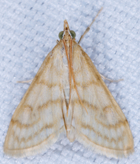 Paracorsia repandalis