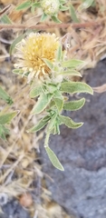 Grindelia hirsutula