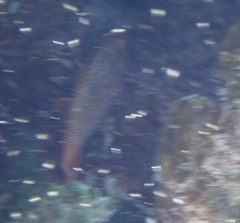 Neoniphon vexillarium