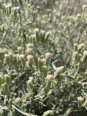 Brickellia eupatorioides