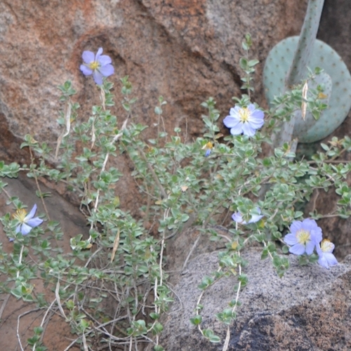 Setchellanthus caeruleus (Setchellanthus caeruleus)