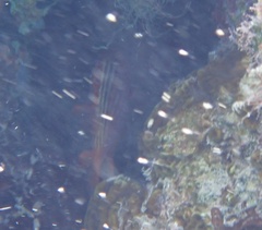 Neoniphon vexillarium