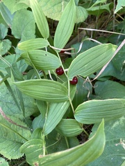 Streptopus lanceolatus