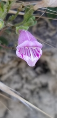 Penstemon richardsonii