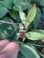 Streptopus lanceolatus