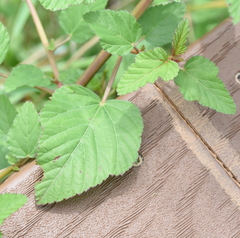 Melochia corchorifolia