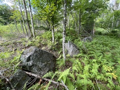 Stereocaulon saxatile