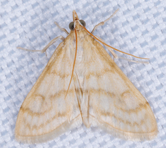 Paracorsia repandalis